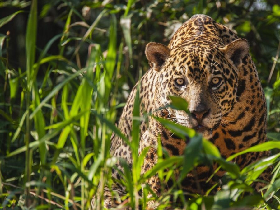 List of Animals in the Amazon Rainforest