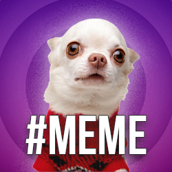 6. Mèmes Drôles - pic: mème chiot